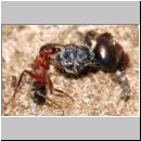Formica -Serviformica- sanguinea - Blutrote Raubameise 37a 9mm - mit Insekt.jpg